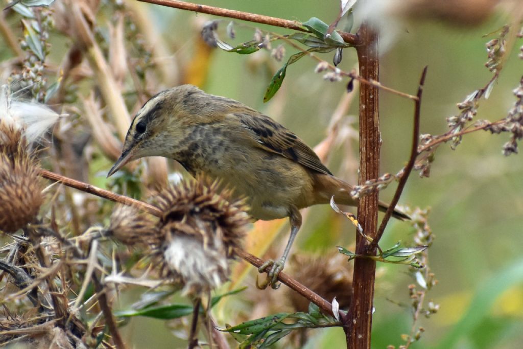 Forapaglie comune ?  S,  Acrocephalus schoenobaenus